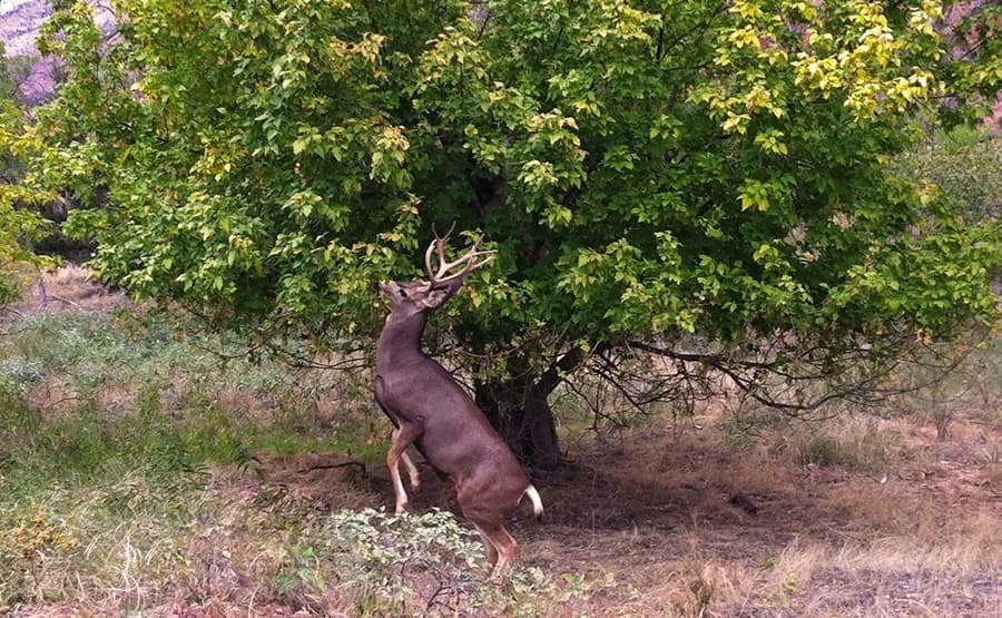 Zion National Park includes mule deer, bighorn sheep and over 200 species of birds