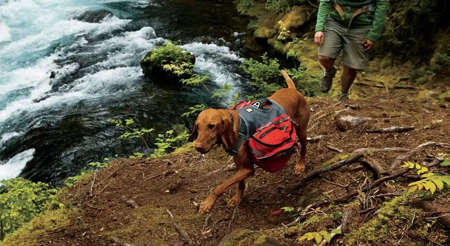 post-Hiking Gear For Dogs: What Do You Need To Prepare?
