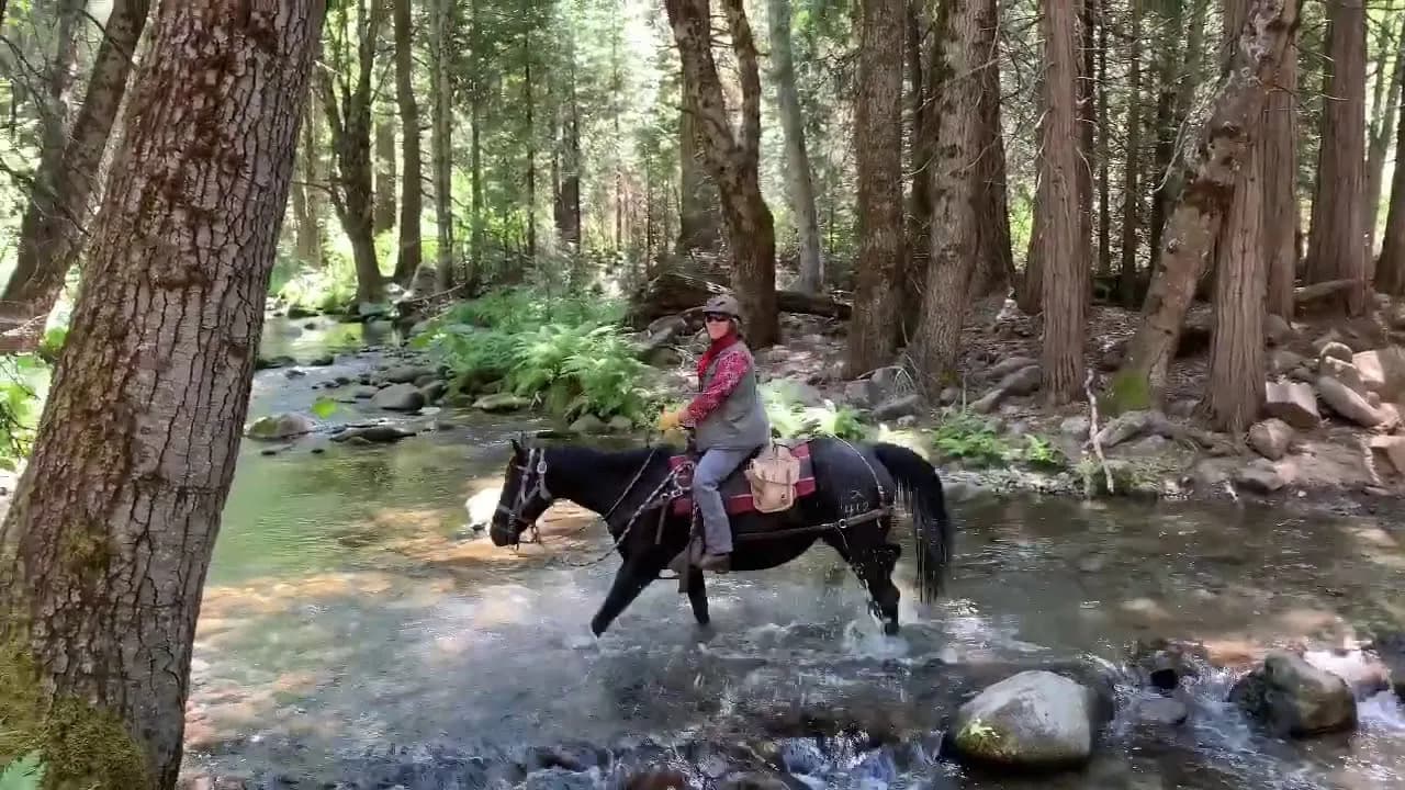 post-Yosemite Horseback Riding Experience: The Best Options to Try