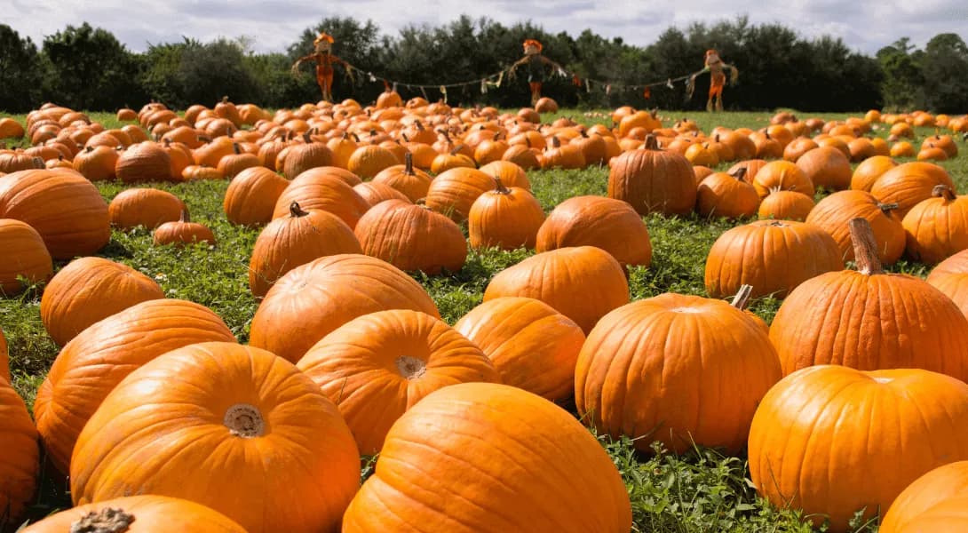 post-Pumpkin Picking Tips: How To Choose?