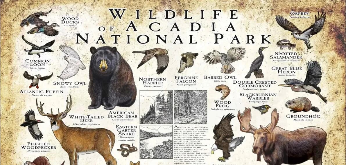 post-animals-in-acadia-national-park