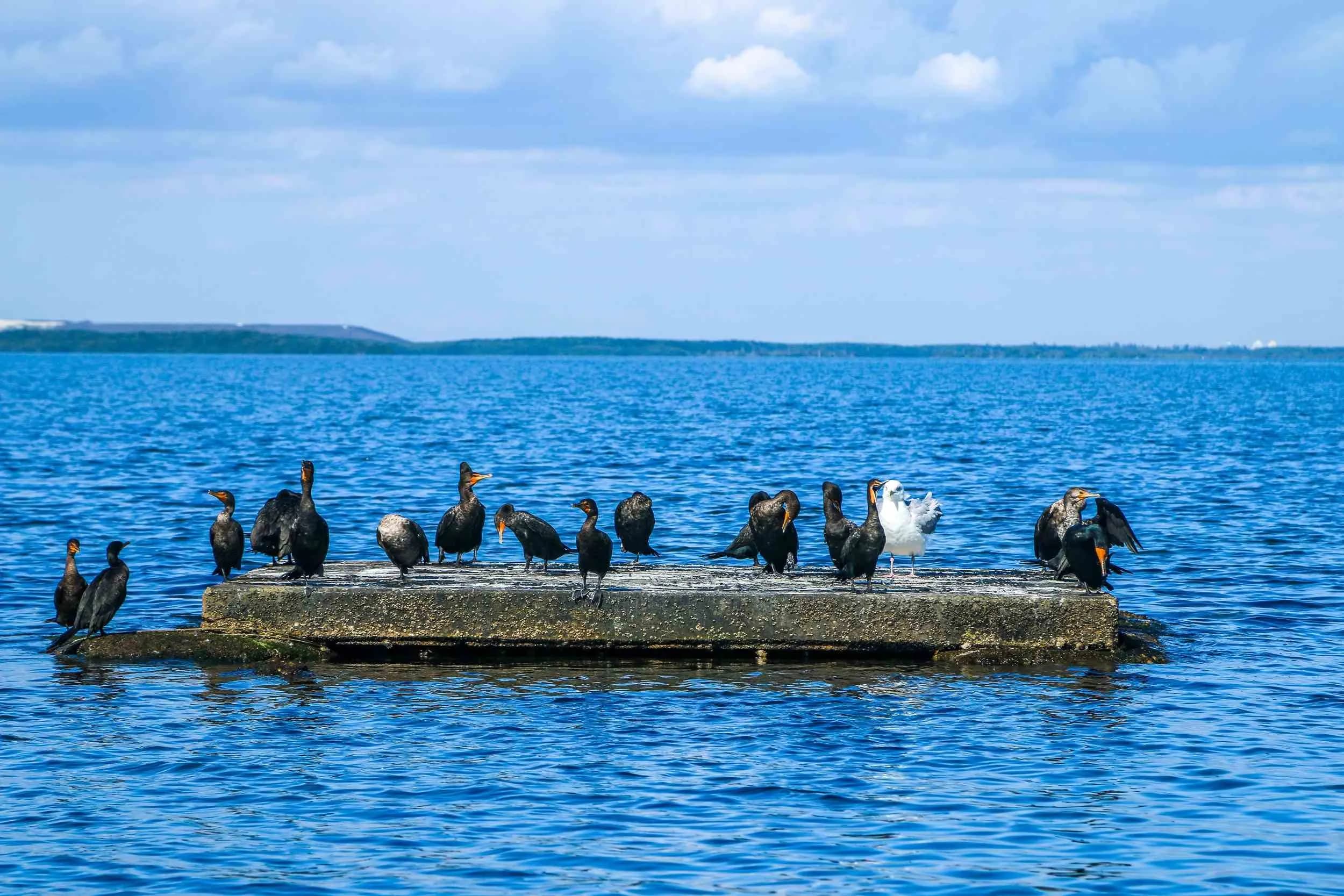 post-birds-of-biscayne-national-park