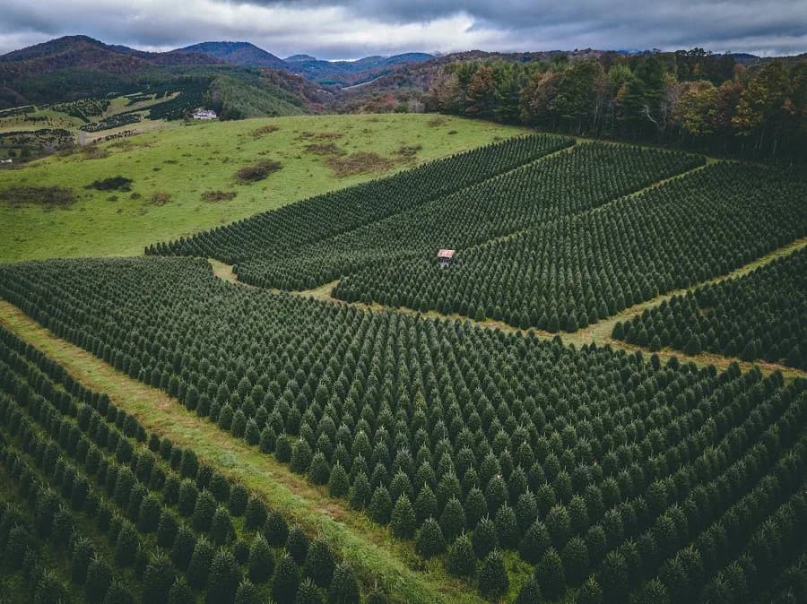 post-Top 20 Christmas Tree Farms in the U.S. for a Magical Holiday Experience