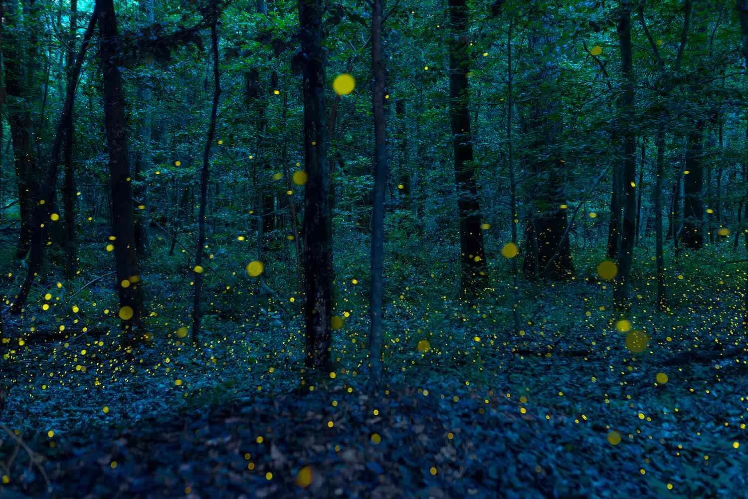 post-Experience the Magic of Congaree National Park Fireflies: A Synchronized Light Show
