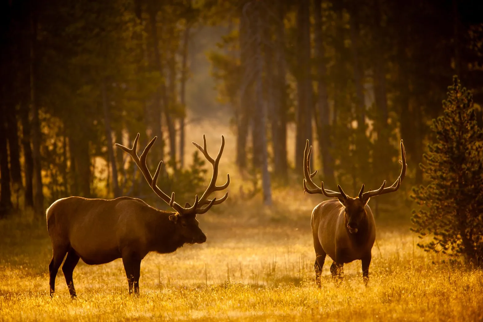 post-elk-in-yellowstone-national-park