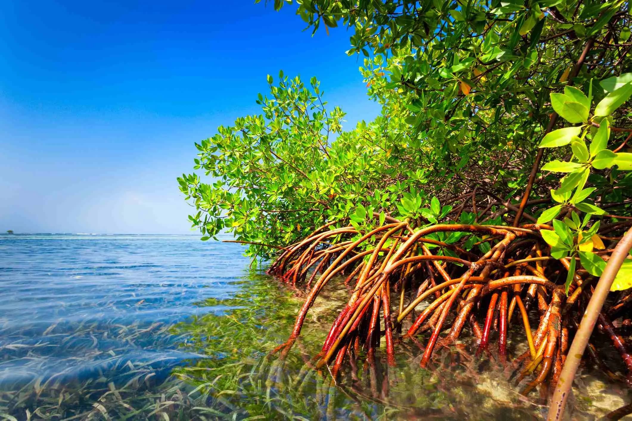 post-list-of-plants-in-biscayne-national-park