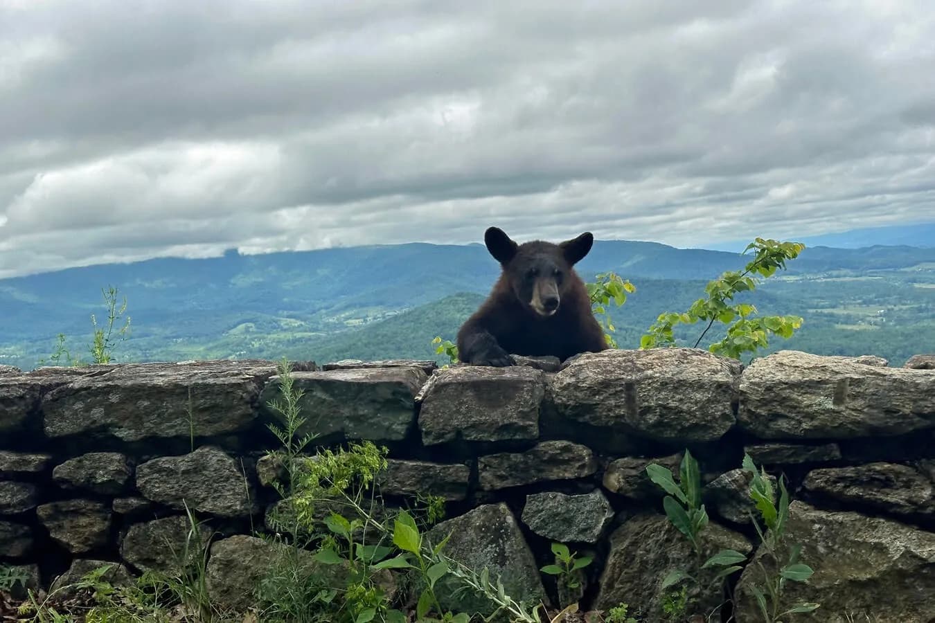 post-shenandoah-national-park-bears