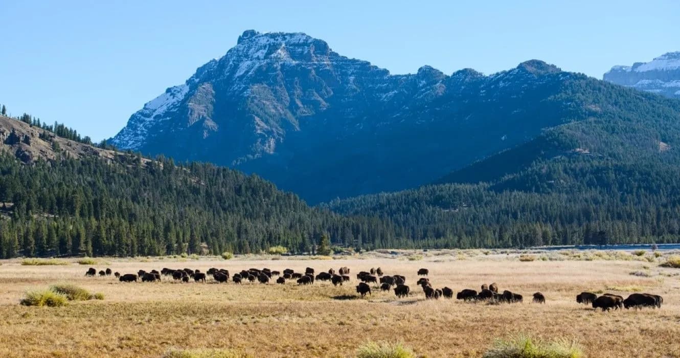 post-Visiting Yellowstone National Park Weather in May