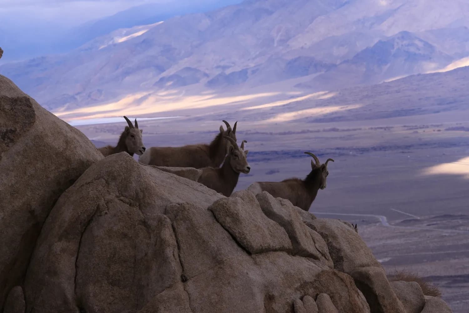 post-Yosemite National Park Animals: Guide Wildlife Spots