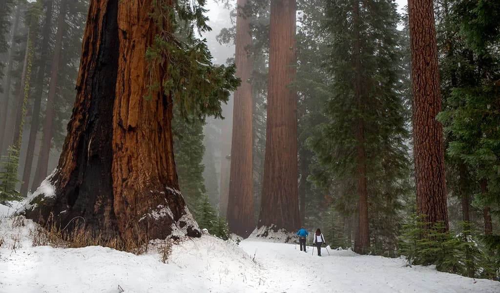post-Yosemite National Park Giant Trees: Facts about Giant Sequoias